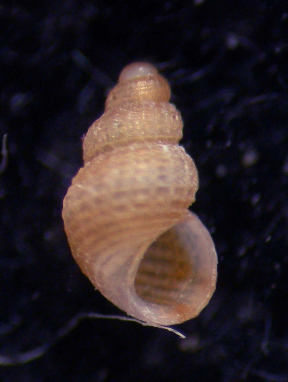 Alvania parvula